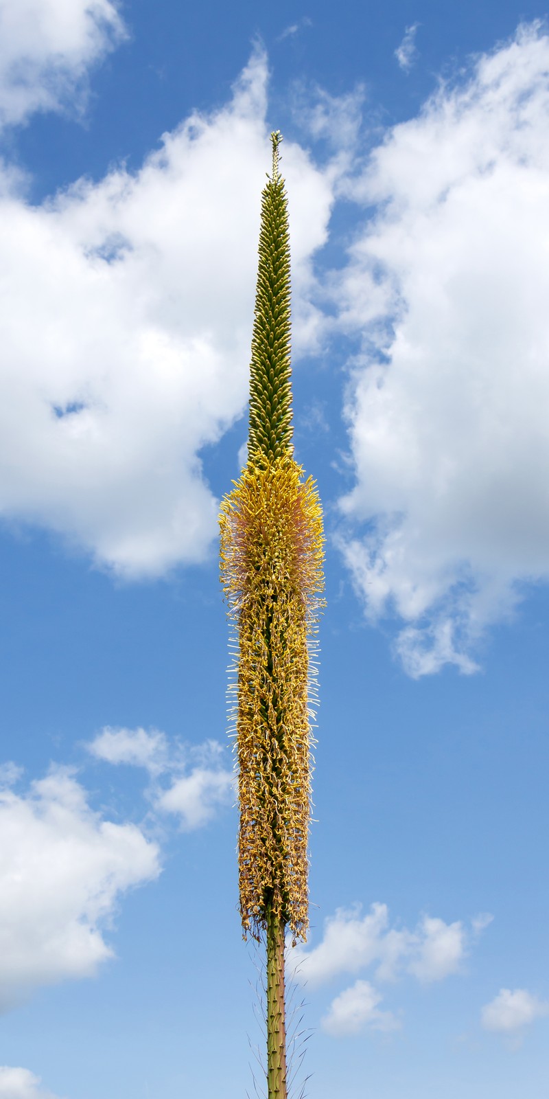 Agave filifera photo 3