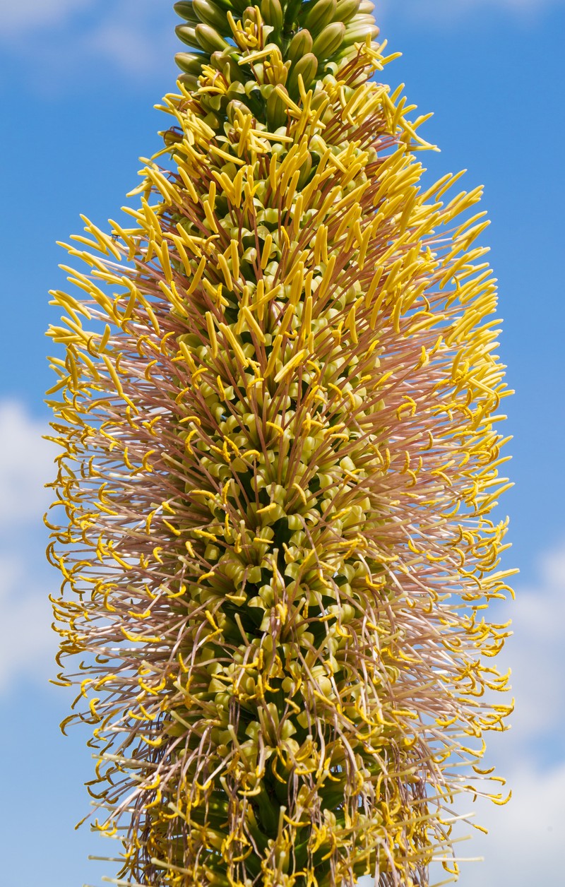 Agave filifera photo 4