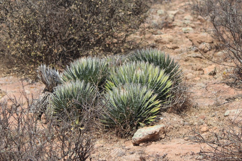 Agave filifera photo 5