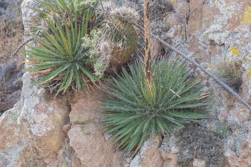 Agave filifera photo 6