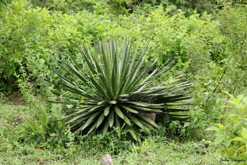 Agave filifera photo 7