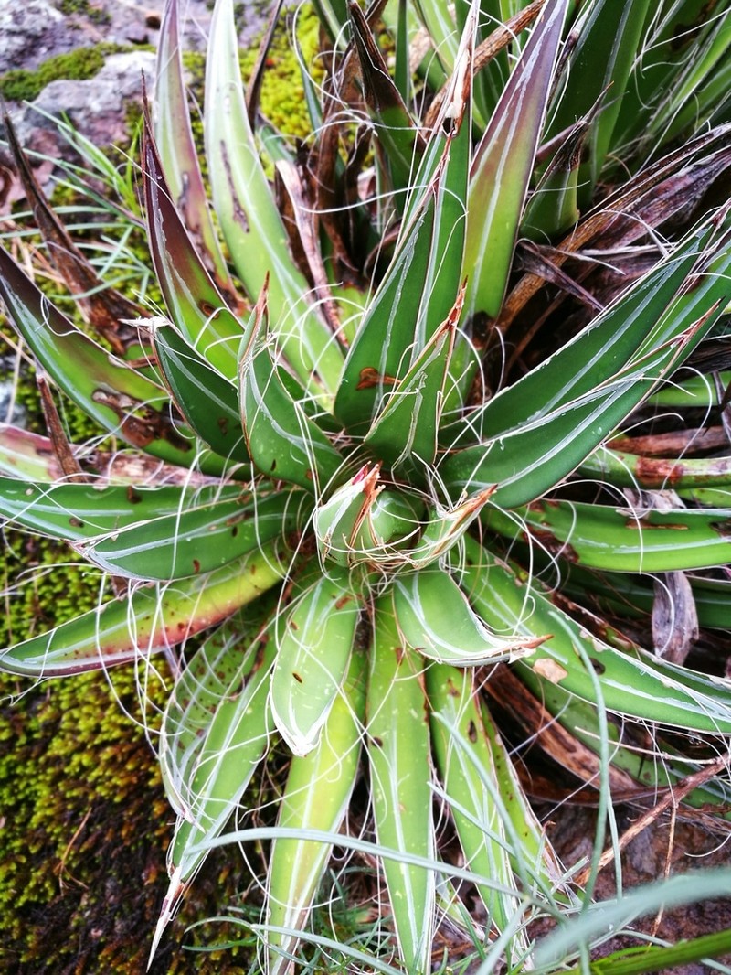 Agave filifera photo 8