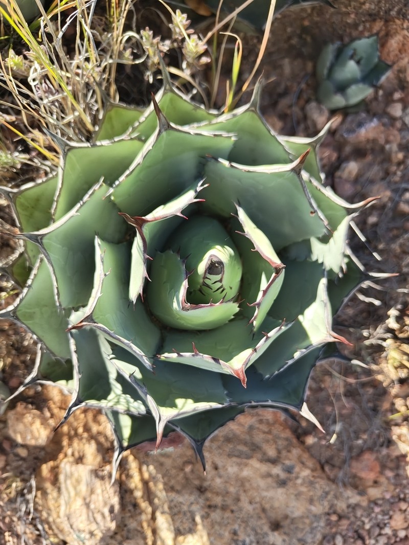 Agave flexispina