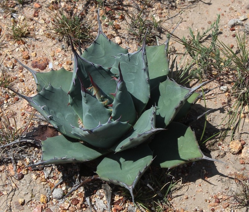 Agave flexispina photo 2