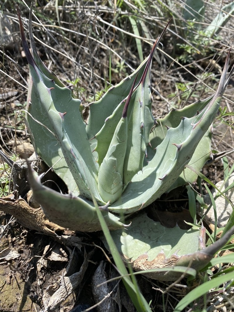 Agave flexispina photo 3