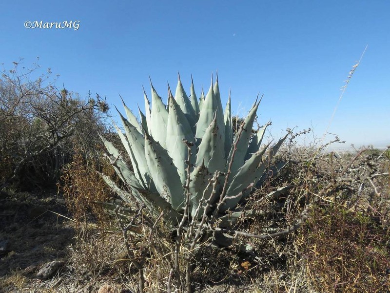 Agave flexispina photo 4