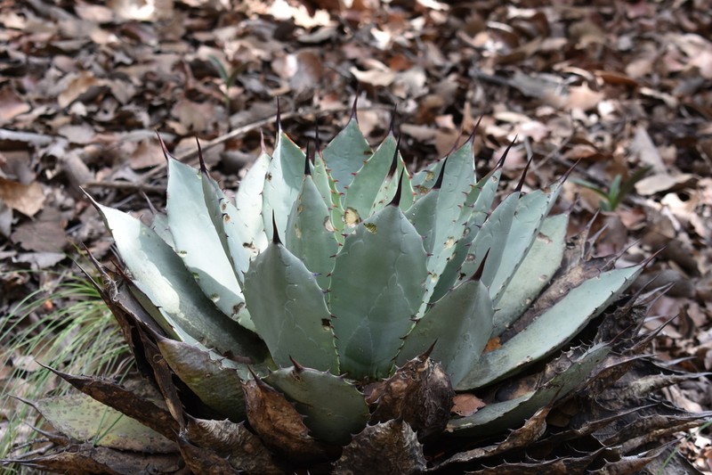 Agave flexispina photo 5