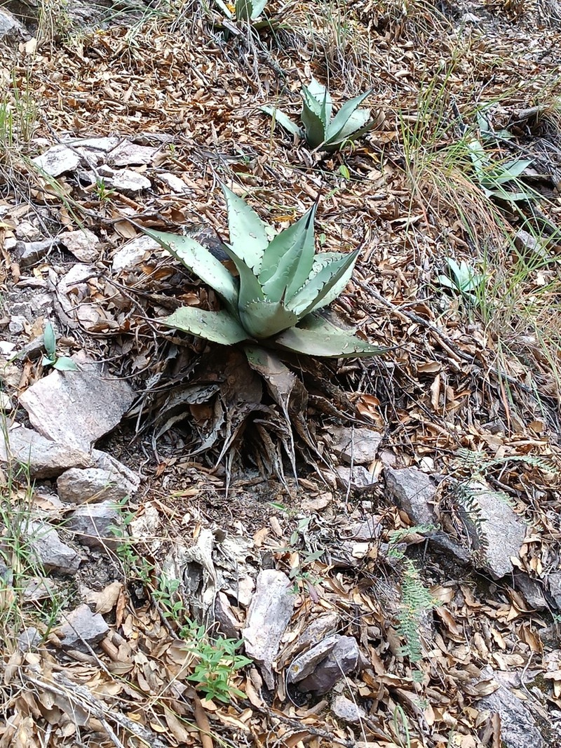 Agave flexispina photo 6