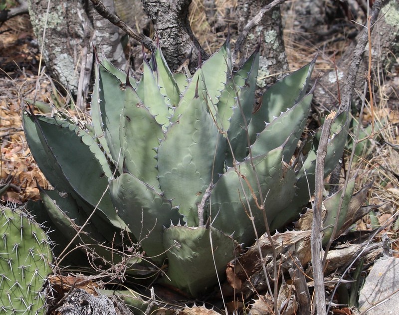 Agave flexispina photo 7