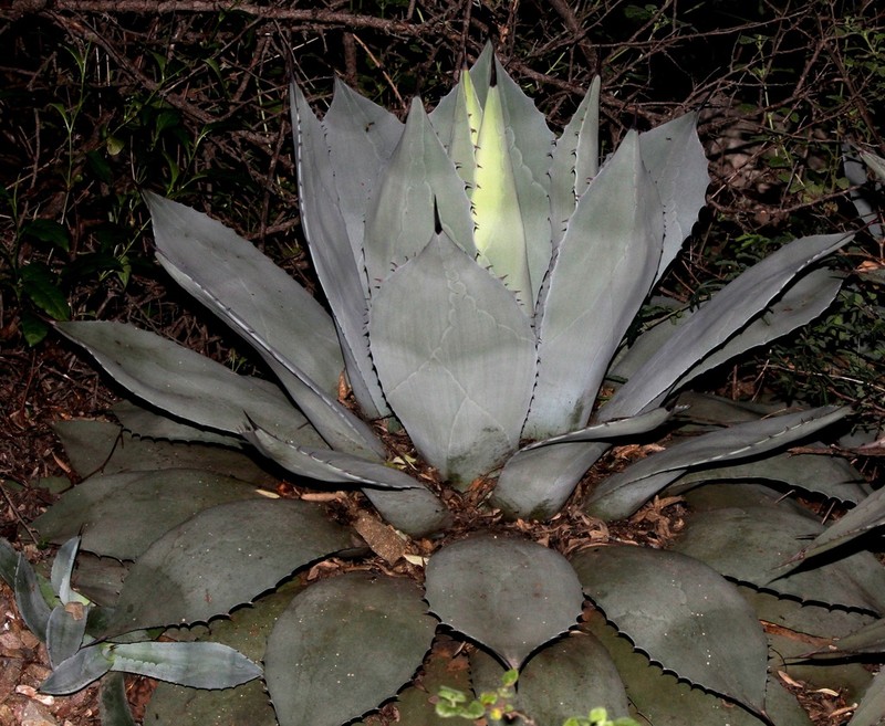 Agave flexispina photo 8