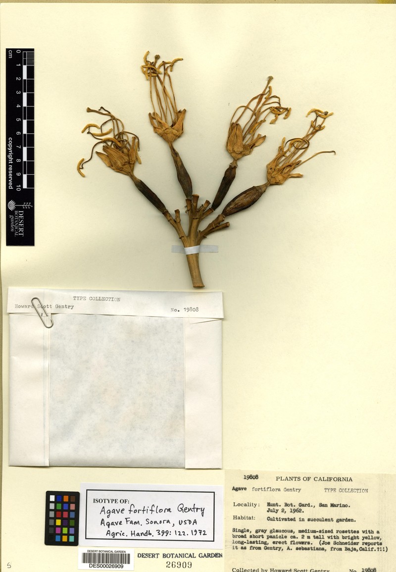 Agave fortiflora