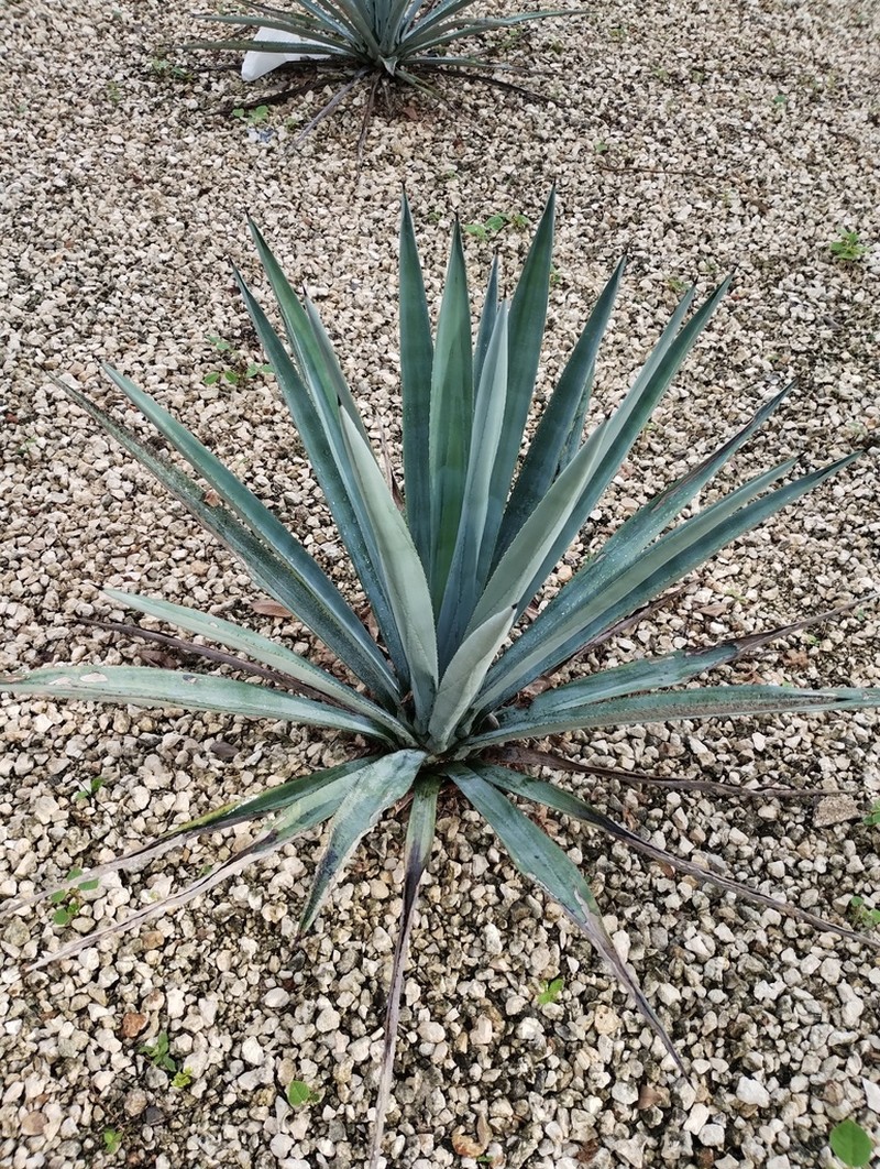 Henequen photo 5