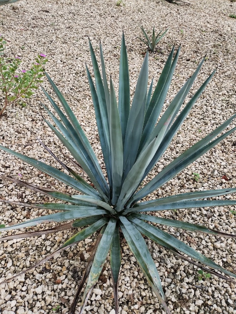 Henequen photo 6