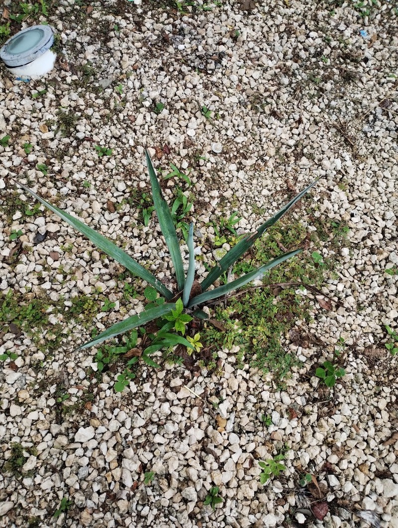 Henequen photo 7