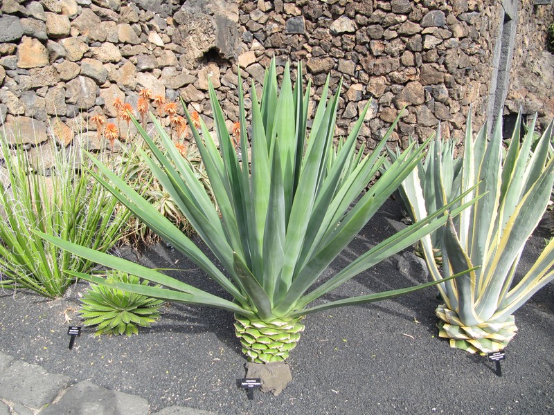 Henequen photo 2