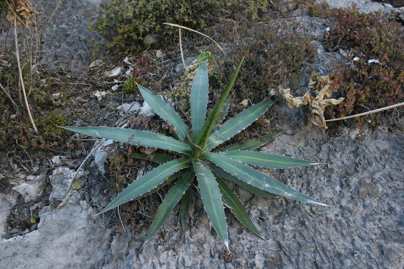 Agave funkiana