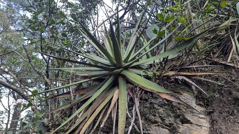 Agave funkiana photo 2