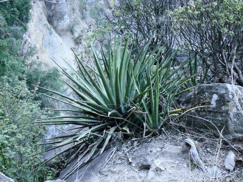 Agave funkiana photo 3