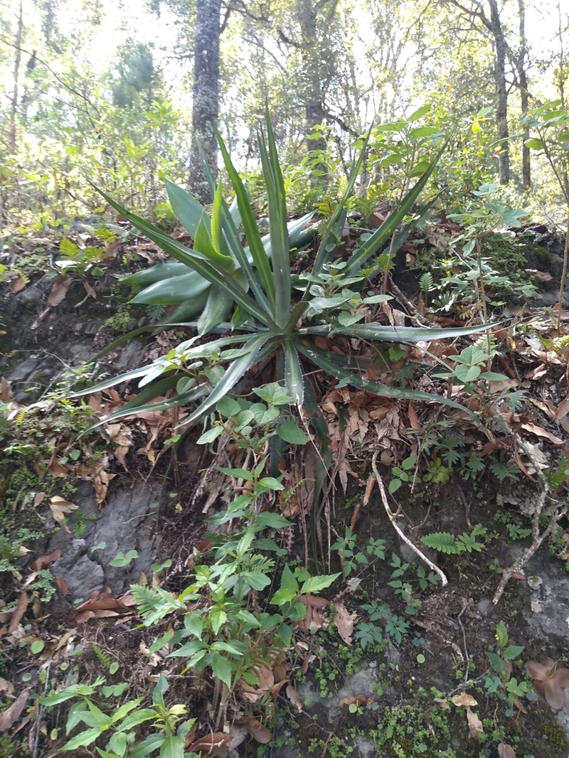 Agave funkiana photo 4
