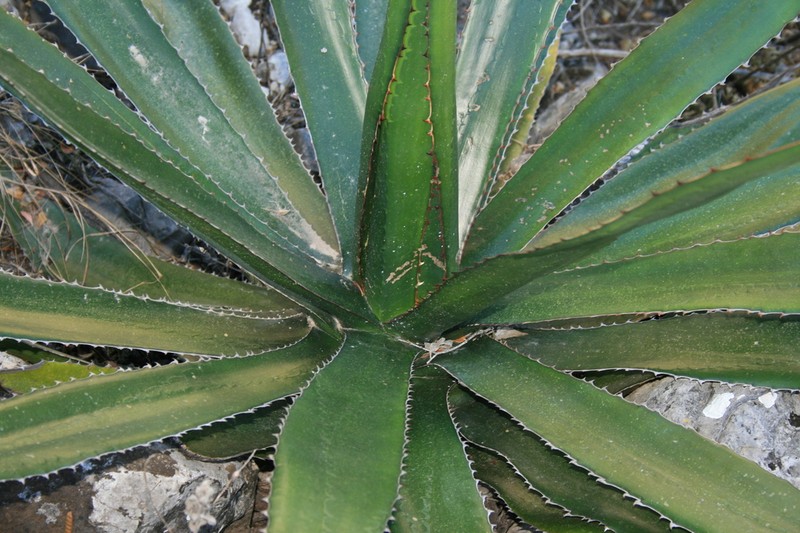 Agave funkiana photo 5