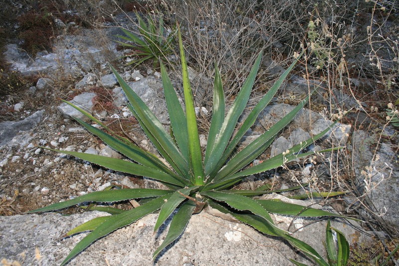 Agave funkiana photo 6