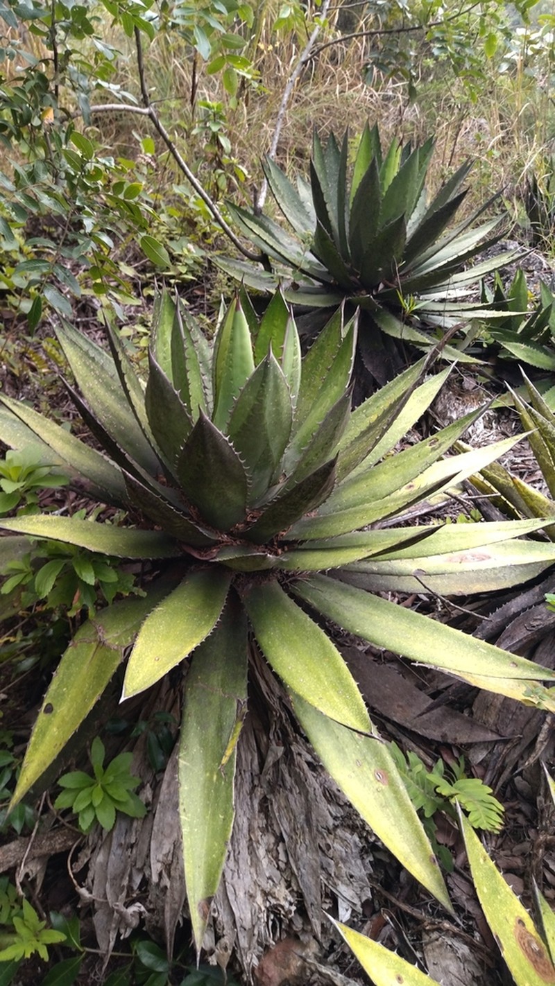 Agave funkiana photo 7