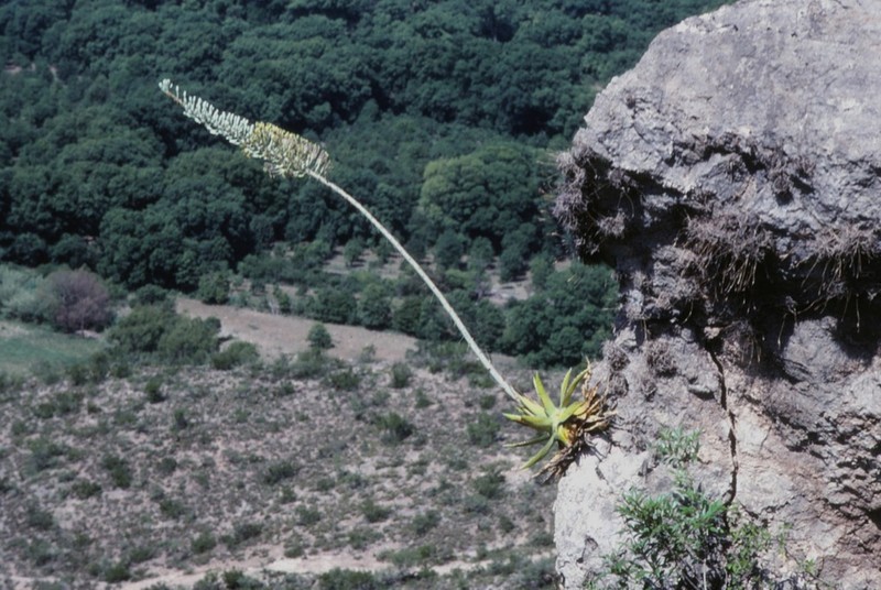 Agave funkiana photo 8