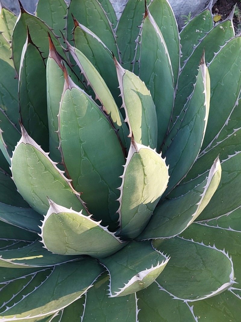 Agave garciae-mendozae photo 2