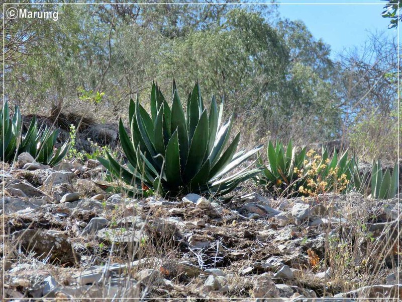 Agave garciae-mendozae photo 3
