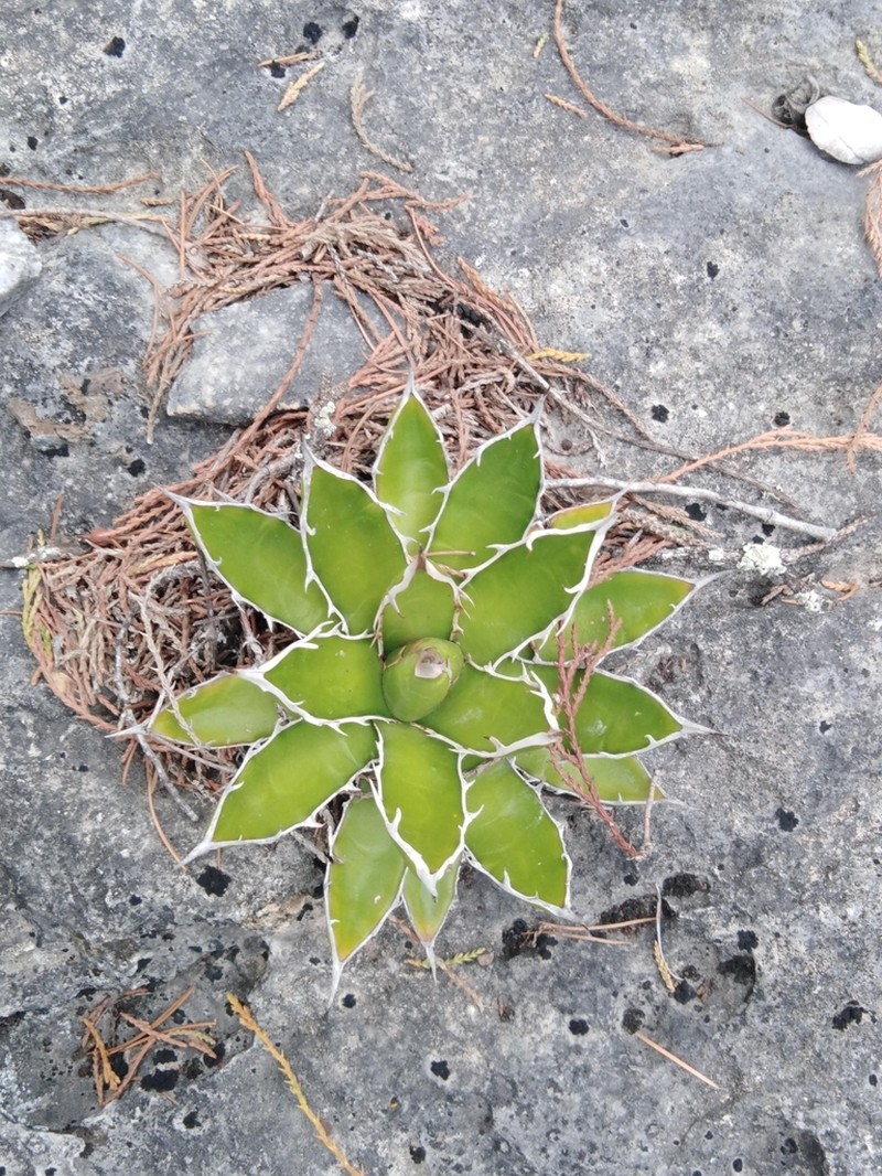 Agave garciae-mendozae photo 4