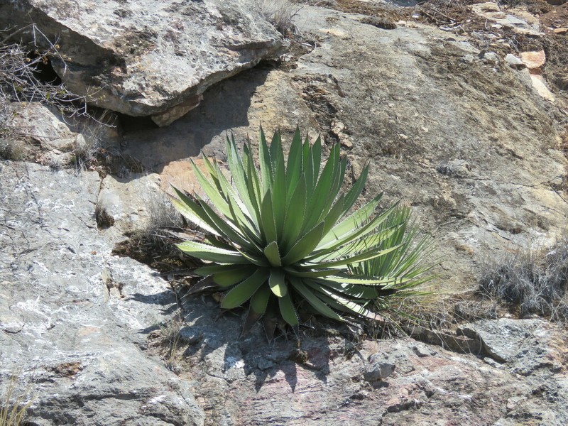 Agave garciae-mendozae photo 5