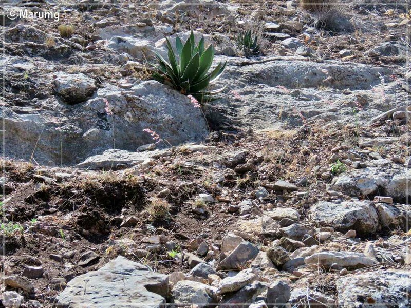 Agave garciae-mendozae photo 6