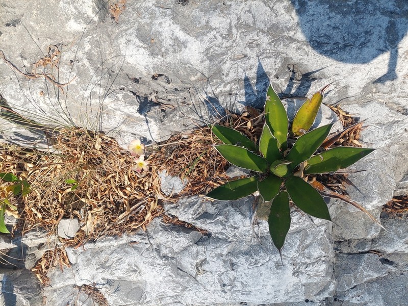 Agave garciae-mendozae photo 7