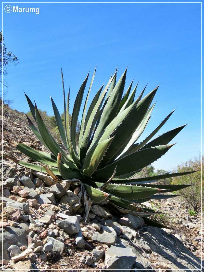 Agave garciae-mendozae photo 8