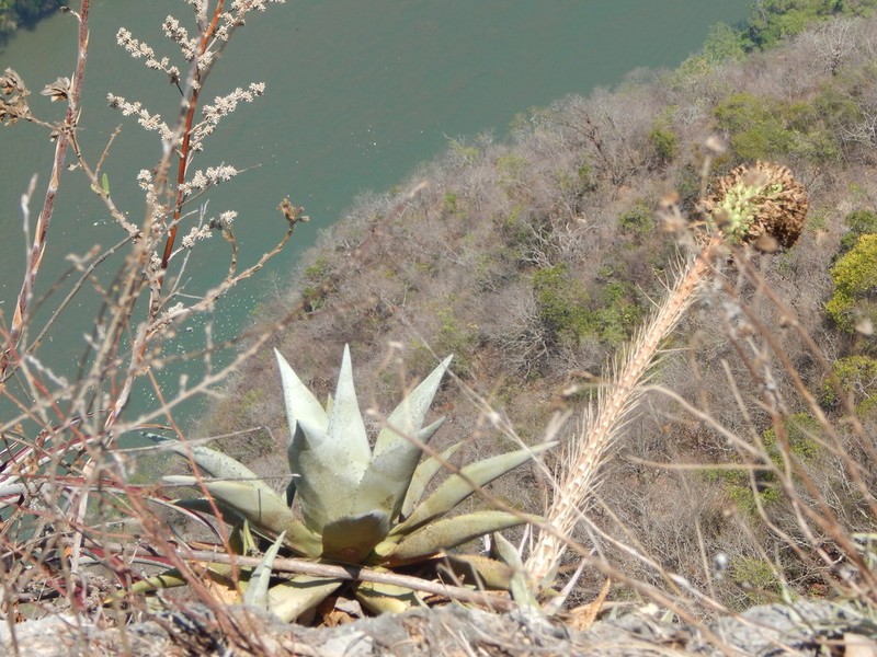 Agave garciamartinezii photo 2