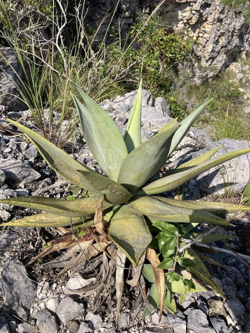 Agave garciamartinezii photo 4