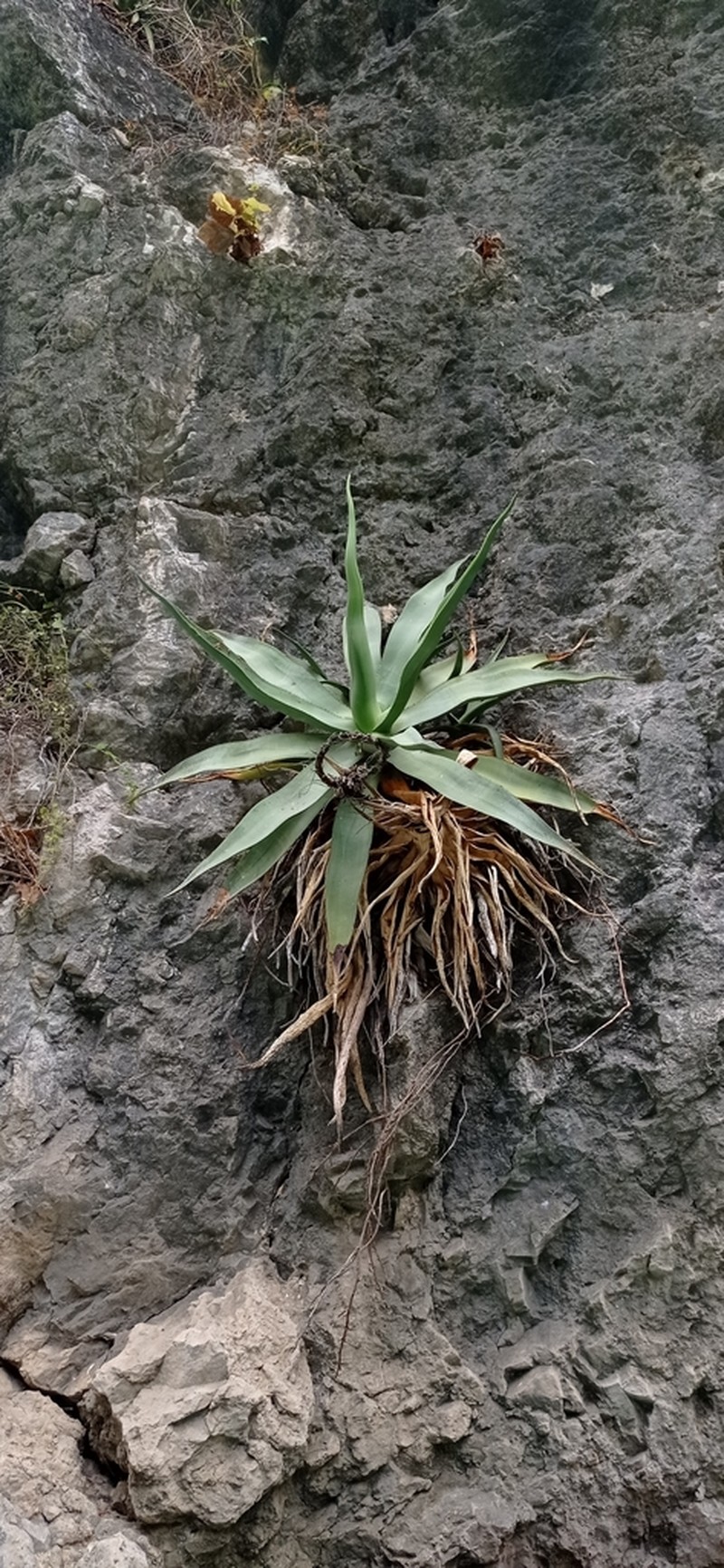 Agave garciamartinezii photo 5