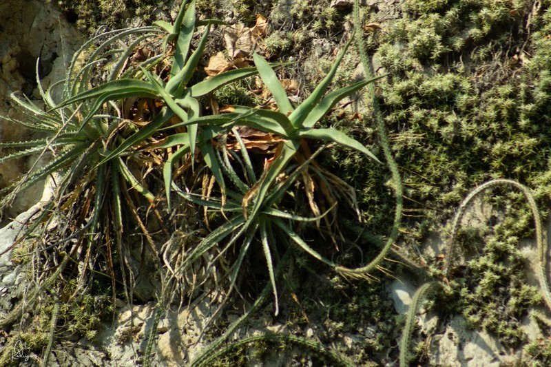 Agave garciamartinezii photo 6