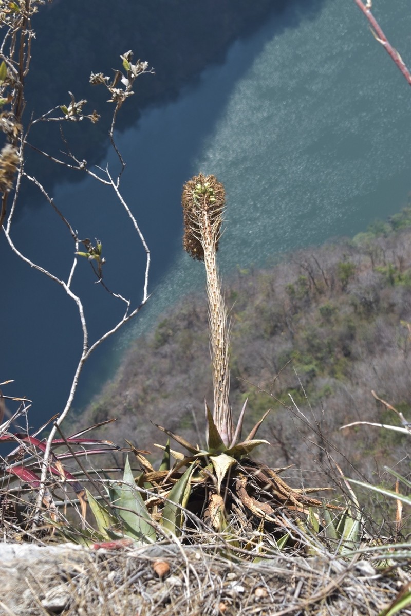 Agave garciamartinezii photo 7