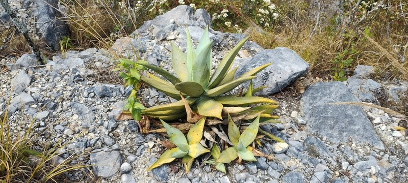Agave garciamartinezii photo 8