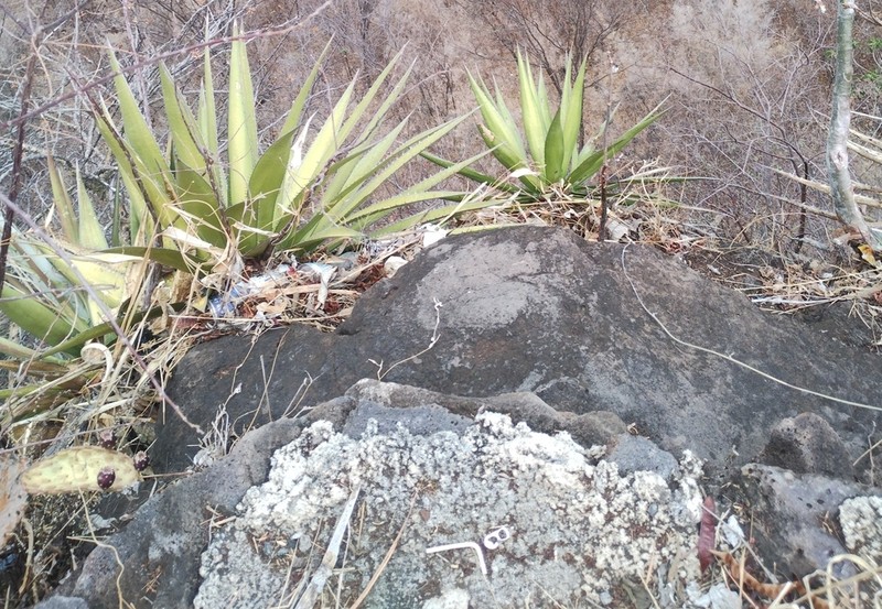 Agave garciaruizii photo 2