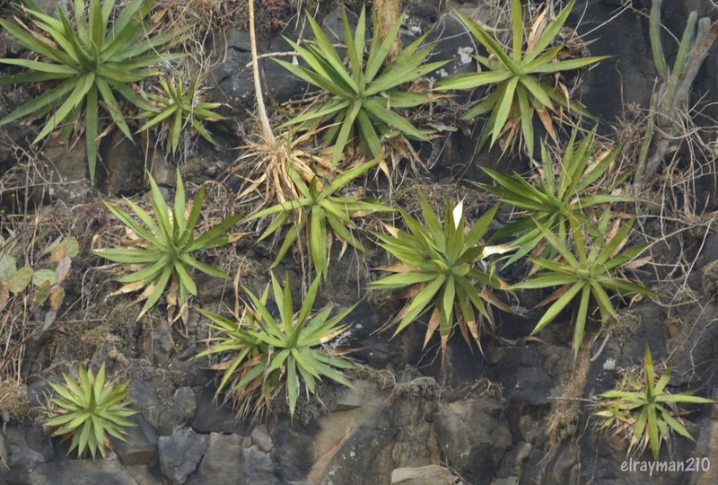 Agave garciaruizii photo 3