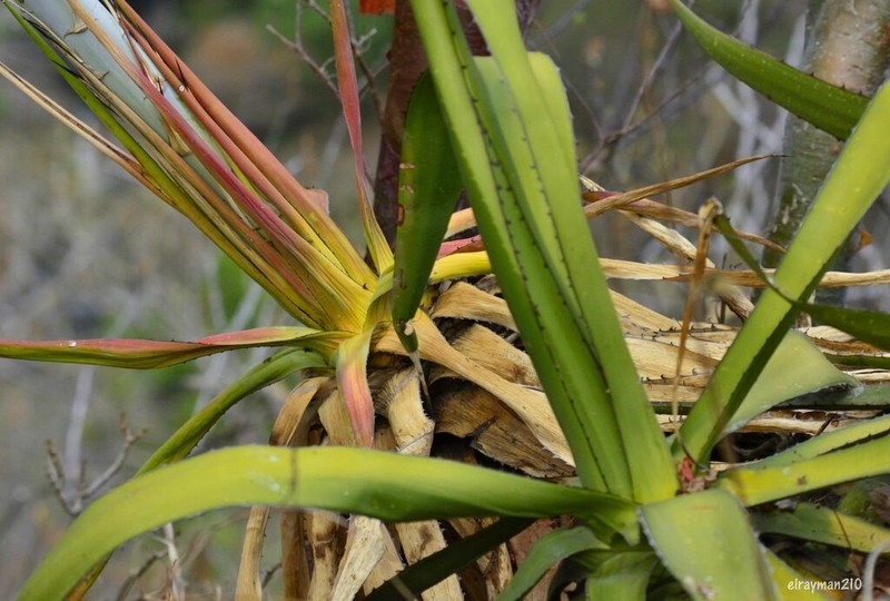 Agave garciaruizii photo 4