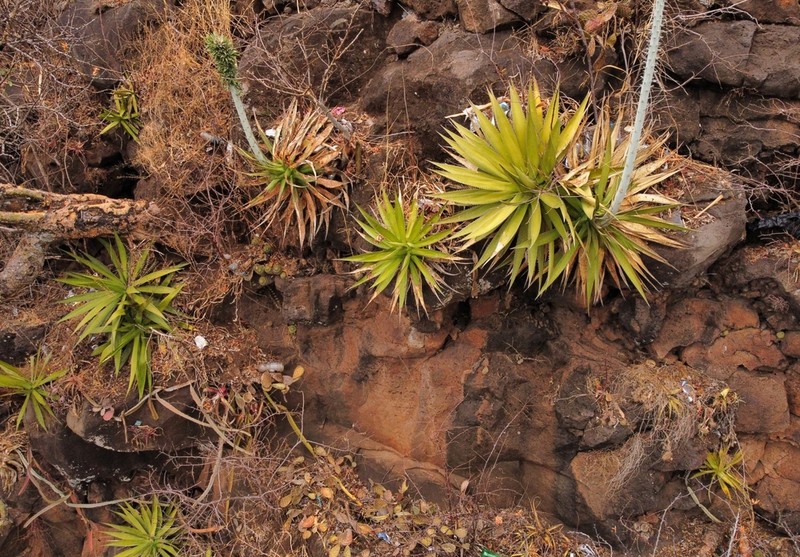 Agave garciaruizii photo 5