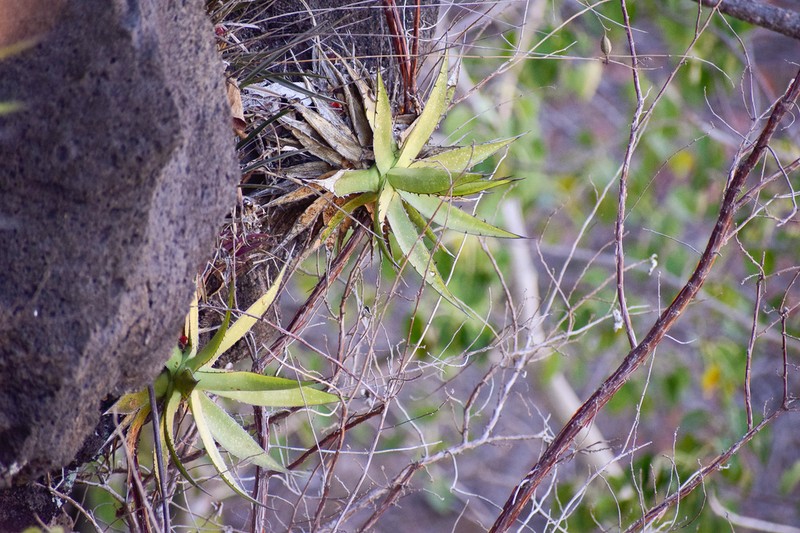 Agave garciaruizii photo 6