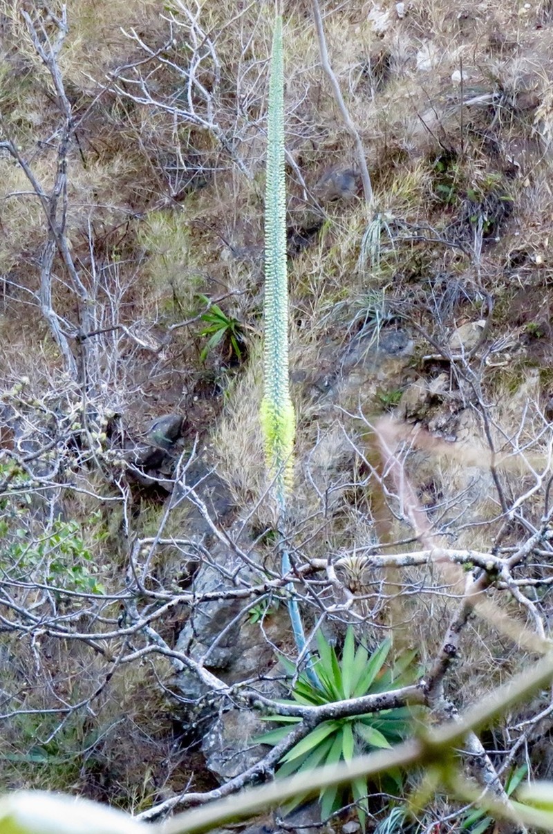 Agave garciaruizii photo 7