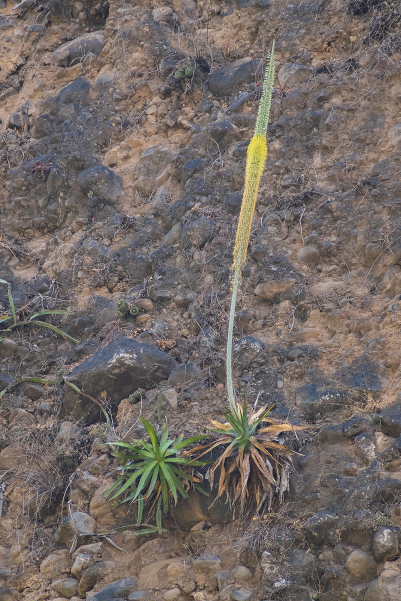 Agave garciaruizii photo 8