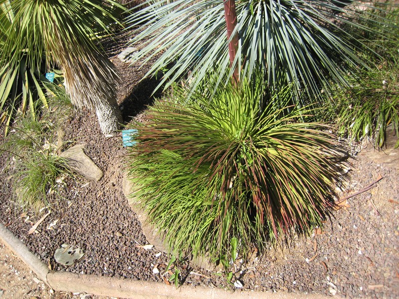 Agave geminiflora