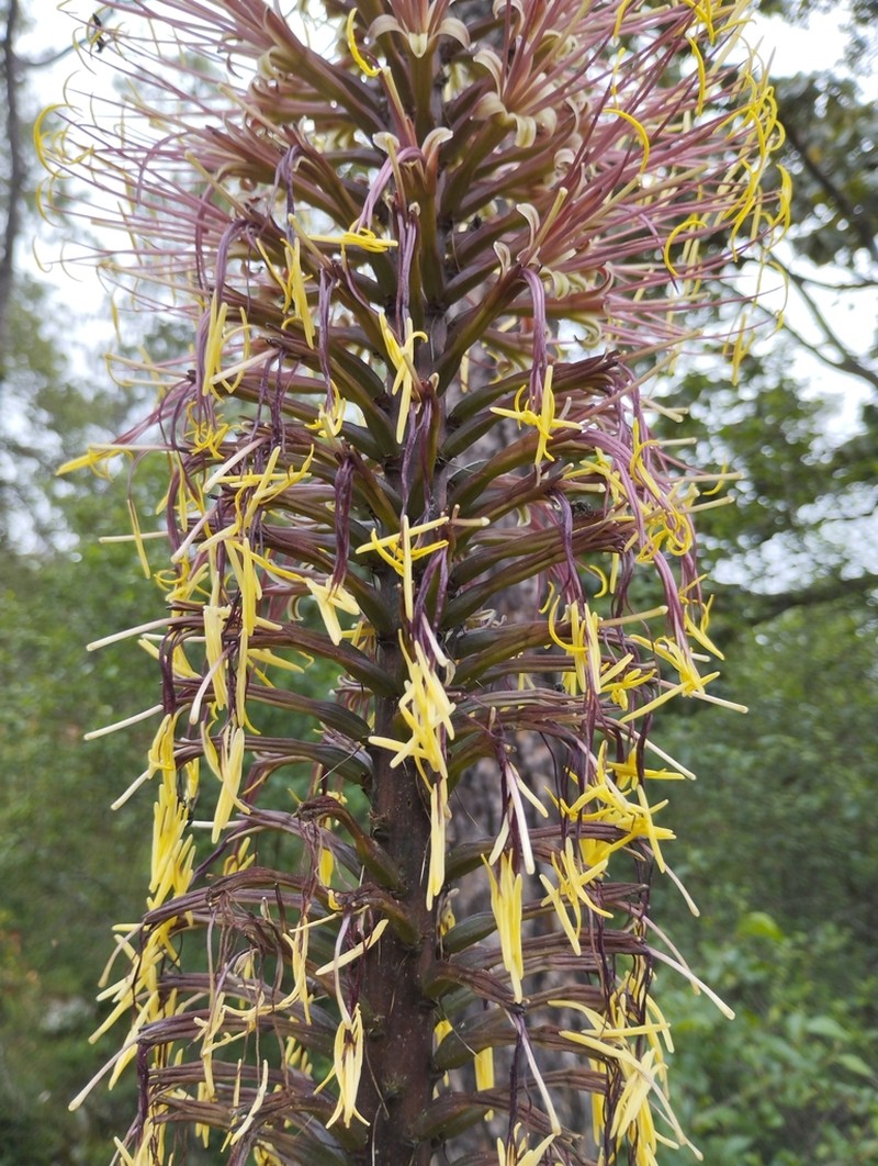 Agave geminiflora photo 2