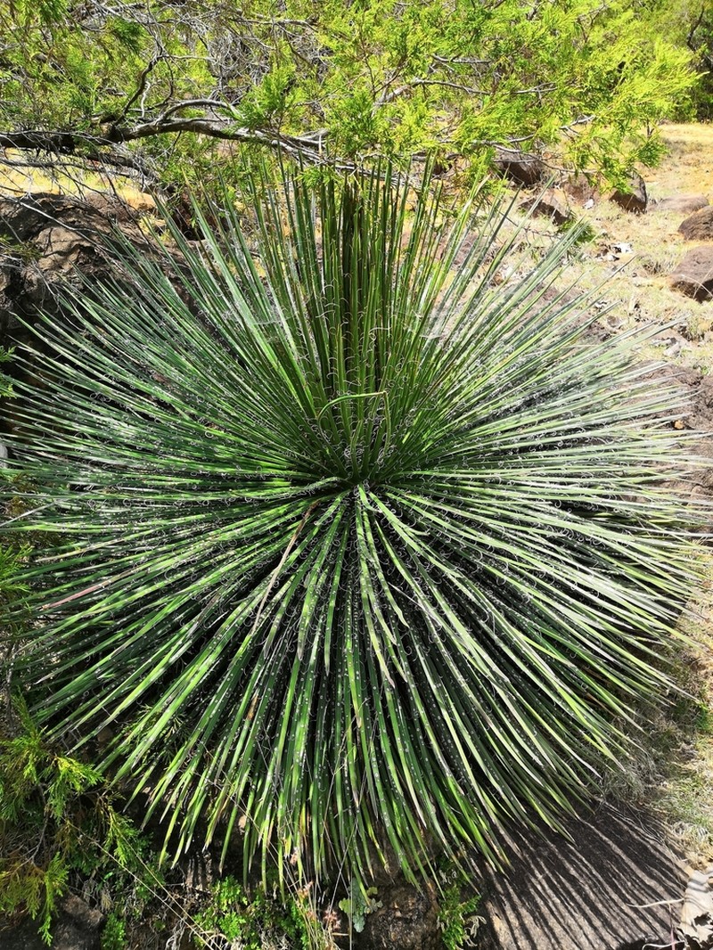 Agave geminiflora photo 4